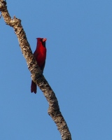 Northern Cardinal